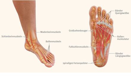 Anatomie des Fußes, Muskeln und Bänder