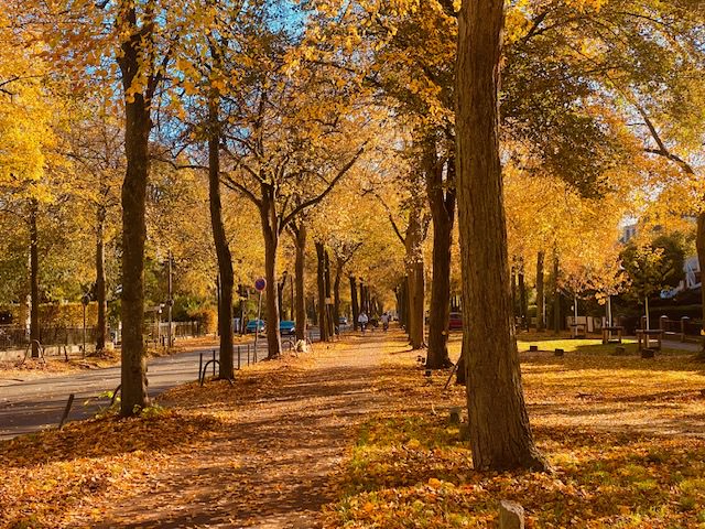 Radweg im Herbstlicht