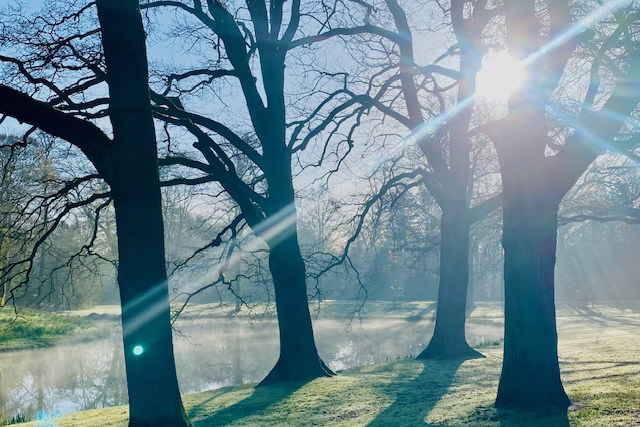 Sonnenstrahlen zwischen Bäumen