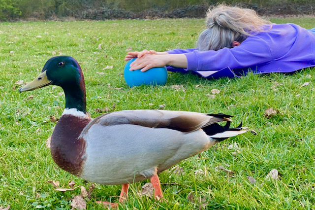 Ente